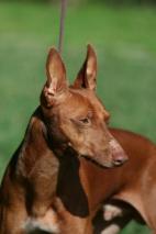 Cirneco Photo